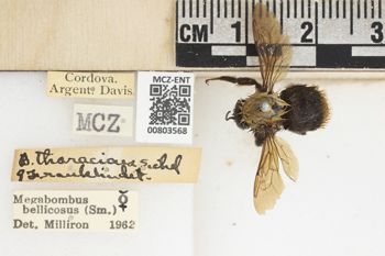 Media type: image;   Entomology 803568 Aspect: labels